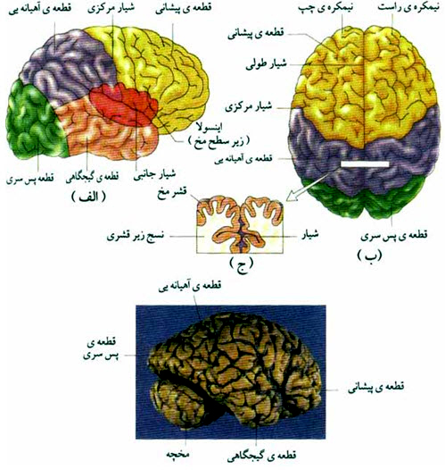 الصرع هو اضطراب جسدي، وليس مرض عقلي إِبْی لِبْسی